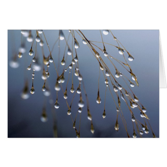 Asia, China | Huansan, Dewdrops (Front Horizontal)