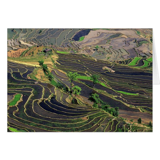 Asia, China, Yunnan, Honghe. Rice Terraces near (Front Horizontal)