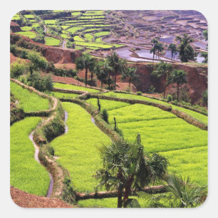 Asia, China, Yunnan, Honghe.  Rice terraces near 2 Square Sticker