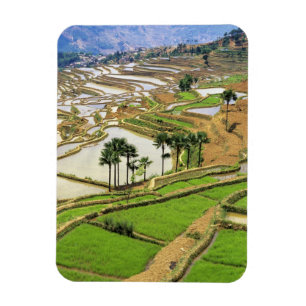 Asia, China, Yunnan, Honghe. Rice terraces near Magnet
