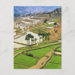 Asia, China, Yunnan, Honghe. Rice terraces near Postcard