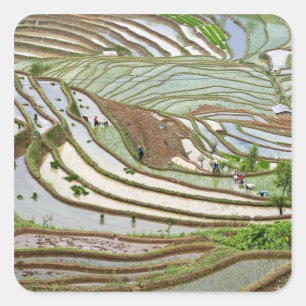 Asia, China, Yunnan, Jinping. Native Yi people Square Sticker