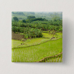 Asia, China, Yunnan Province, Honghe. Banana 2 Inch Square Button