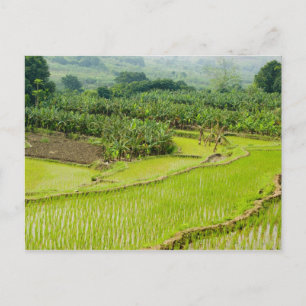 Asia, China, Yunnan Province, Honghe. Banana Postcard