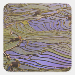 Asia, China, Yunnan Province, Yuanyang. Flooded Square Sticker