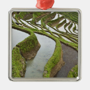 Asia, China, Yunnan, Yuanyang. Flooded rice Metal Ornament