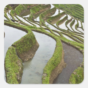Asia, China, Yunnan, Yuanyang. Flooded rice Square Sticker