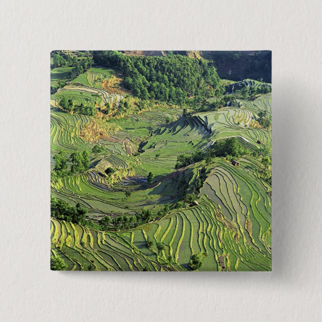 Asia, China, Yunnan, Yuanyang. Pattern of green 2 Inch Square Button (Front)