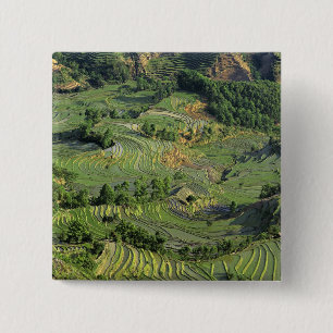 Asia, China, Yunnan, Yuanyang. Pattern of green 2 Inch Square Button