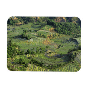 Asia, China, Yunnan, Yuanyang. Pattern of green 2 Magnet