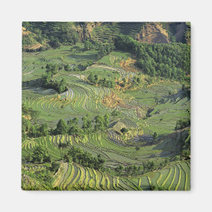 Asia, China, Yunnan, Yuanyang. Pattern of green 2 Magnet