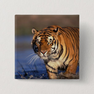 ASIA, India, Bengal Tiger Panthera tigris) 2 Inch Square Button