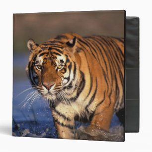 ASIA, India, Bengal Tiger Panthera tigris) Binder
