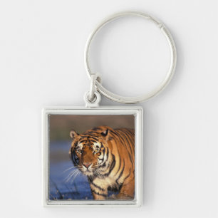 ASIA, India, Bengal Tiger Panthera tigris) Keychain