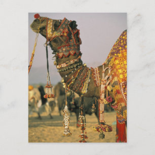 Asia, India, Pushkar. Camel Shamu , Pushkar Postcard