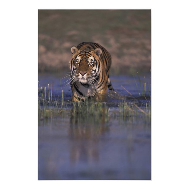 ASIA, India Tiger walking through the water Photo Print (Front)