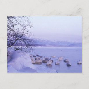 Asia, Japan, Hokkaido, Akan NP, Whopper Swans Postcard