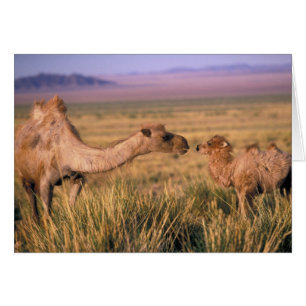 Asia, Mongolia, Gobi Desert, Great Gobi