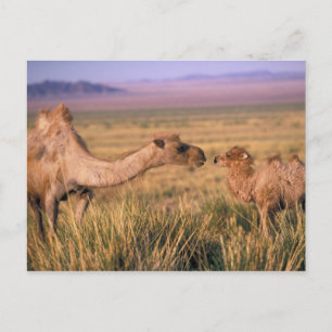Asia, Mongolia, Gobi Desert, Great Gobi Postcard