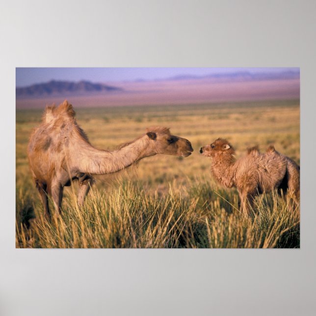 Asia, Mongolia, Gobi Desert, Great Gobi Poster (Front)