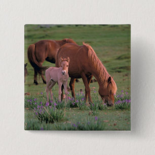 Asia, Mongolia, Gobi Desert. Wild Horses 2 Inch Square Button
