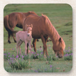 Asia, Mongolia, Gobi Desert. Wild Horses Coaster