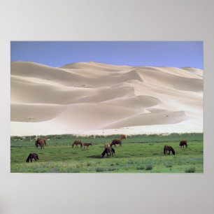 Asia, Mongolia, Gobi Desert. Wild horses. Poster