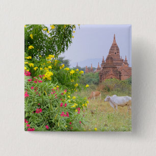 Asia, Myanmar (Burma), Bagan (Pagan). Cows 2 Inch Square Button