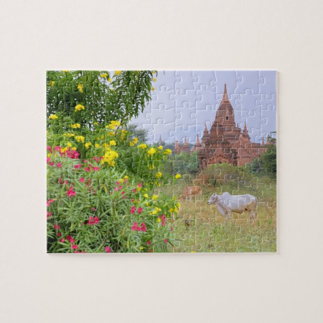 Asia, Myanmar (Burma), Bagan (Pagan). Cows Jigsaw Puzzle (Horizontal)