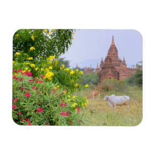 Asia, Myanmar (Burma), Bagan (Pagan). Cows Magnet