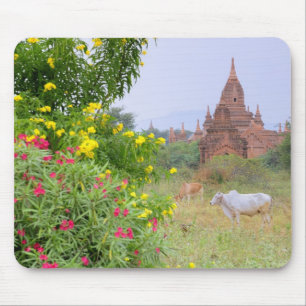 Asia, Myanmar (Burma), Bagan (Pagan). Cows Mouse Pad