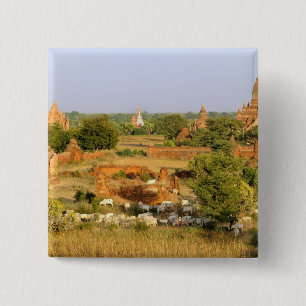 Asia, Myanmar (Burma), Bagan (Pagan). Cows pass 2 Inch Square Button