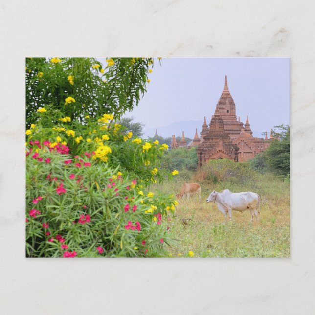 Asia, Myanmar (Burma), Bagan (Pagan). Cows Postcard (Front)