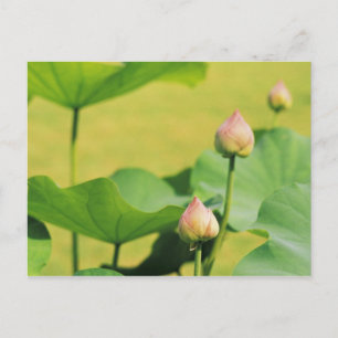 Asia, Thailand, Bangkok. Grand Palace, lotus Postcard