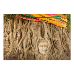 Asia, Thailand, Siam, Buddha in tree ruts at Photo Print