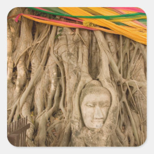 Asia, Thailand, Siam, Buddha in tree ruts at Square Sticker