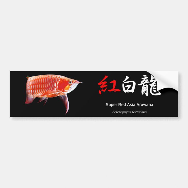 Asian Arowanaのバンパーステッカー,No.01 Bumper Sticker (Front)