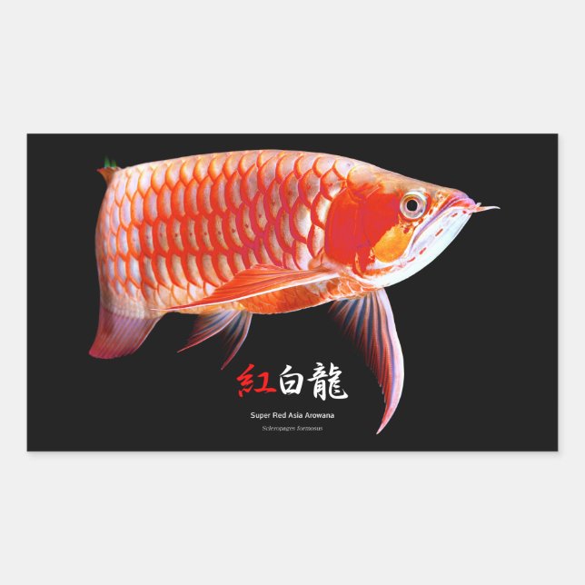 Asian Arowana Best Of Breed Sticker (Front)