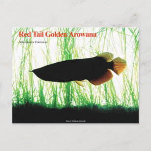 Asian Arowana Postcard