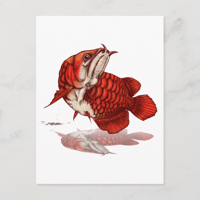 Asian arowana postcard (Front)