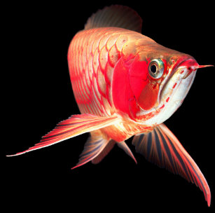 Arowana Fish Gifts on Zazzle CA