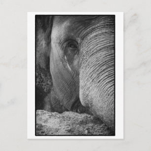 Asian Elephant Face Postcard
