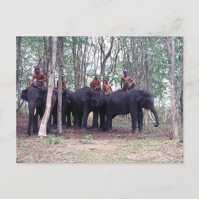 Asian Elephant Postcard (Front)