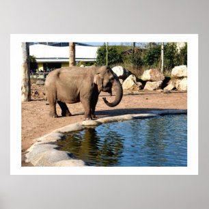 Asian elephant poster