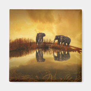 Asian Elephants in Thailand under a glowing sunset Magnet