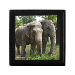Asian Elephants Side by Side Gift Box