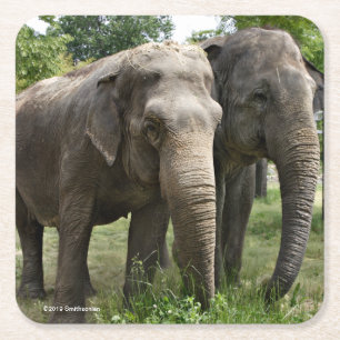 Asian Elephants Side by Side Square Paper Coaster
