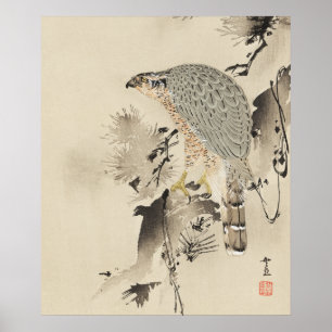 Asian Goshawk - 1890 Poster