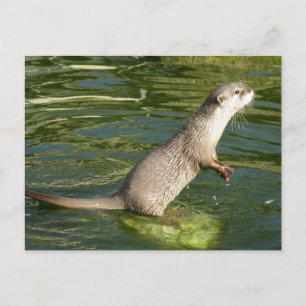 Asian short clawed otter postcard