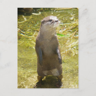 Asian Small-clawed Otter Postcard